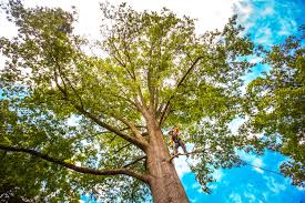 Best Firewood Processing and Delivery  in Merkel, TX
