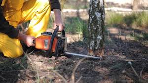 Best Lawn Pest Prevention  in Merkel, TX