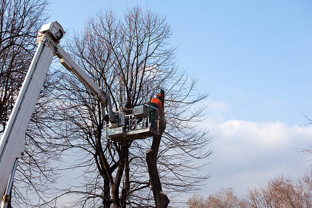 Reliable Merkel, TX Tree Care Solutions