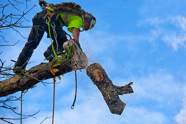 Best Tree Mulching  in Merkel, TX