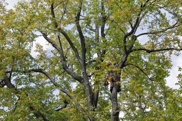 How Our Tree Care Process Works  in  Merkel, TX